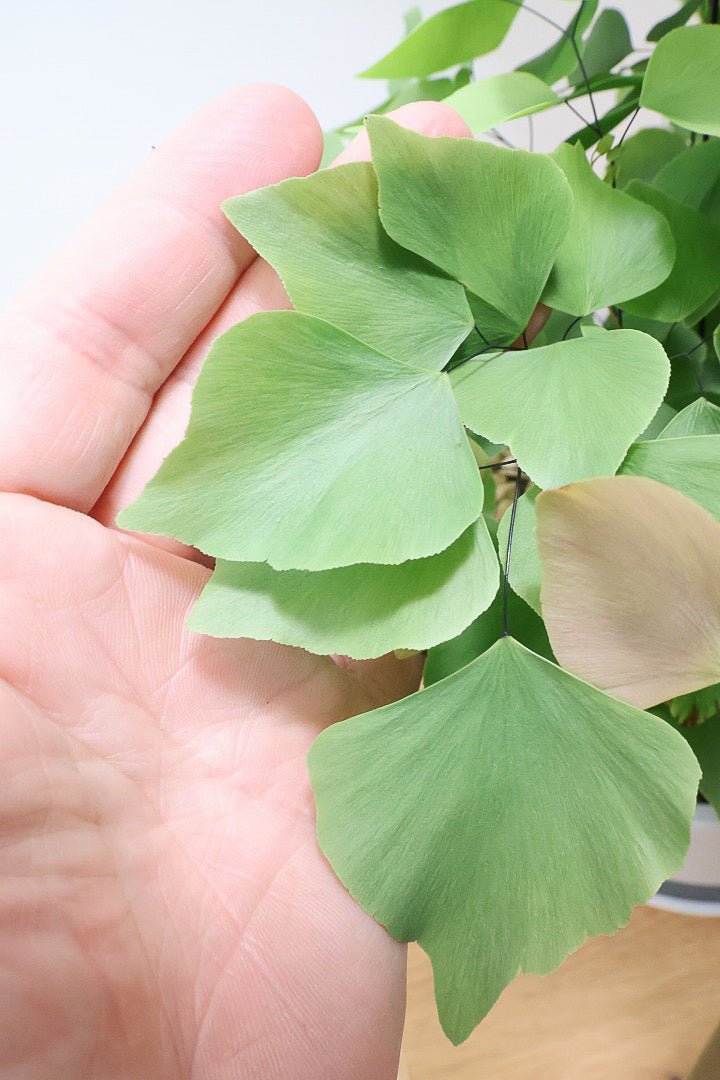 【アジアンタム ペルビアナム】今までの中で最高かな…と思うほどキレイ！アジアンタムの中で最も大きな葉っぱなんです！