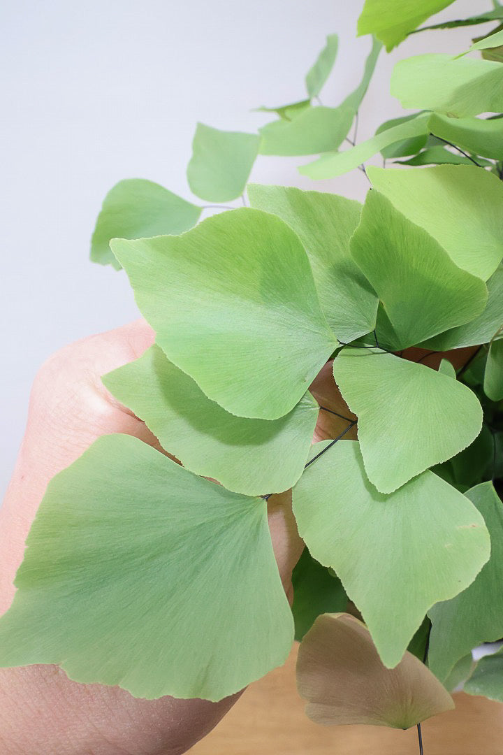 【アジアンタム ペルビアナム】今までの中で最高かな…と思うほどキレイ！アジアンタムの中で最も大きな葉っぱなんです！