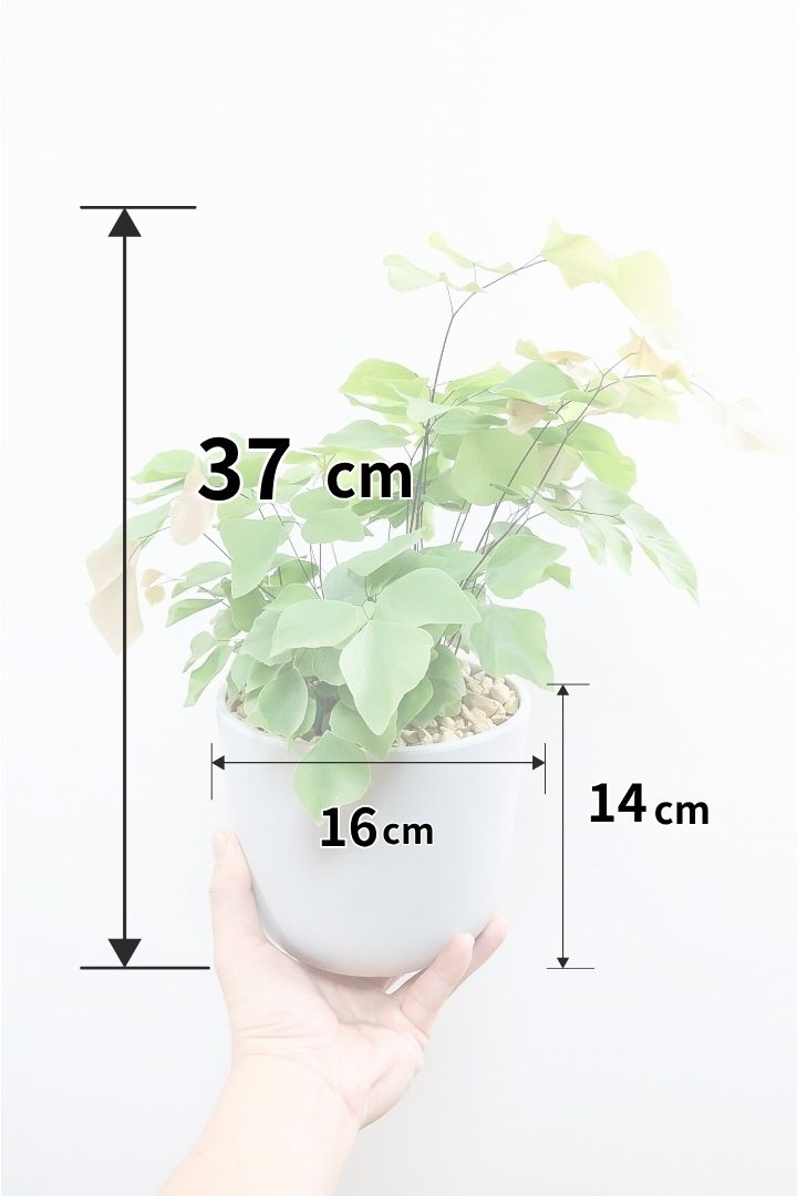 【アジアンタム ペルビアナム】今までの中で最高かな…と思うほどキレイ！アジアンタムの中で最も大きな葉っぱなんです！