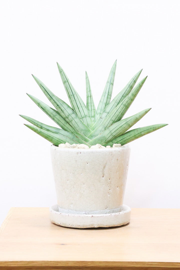 【サンスベリア シルバークラウン】今回の個体はとてもイイ感じのバランス！しかもPOTとのバランスも最高にカッコいいと思います！