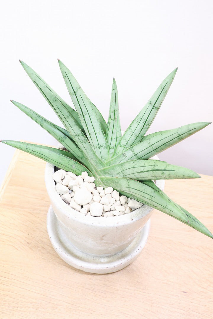 【サンスベリア シルバークラウン】今回の個体はとてもイイ感じのバランス！しかもPOTとのバランスも最高にカッコいいと思います！