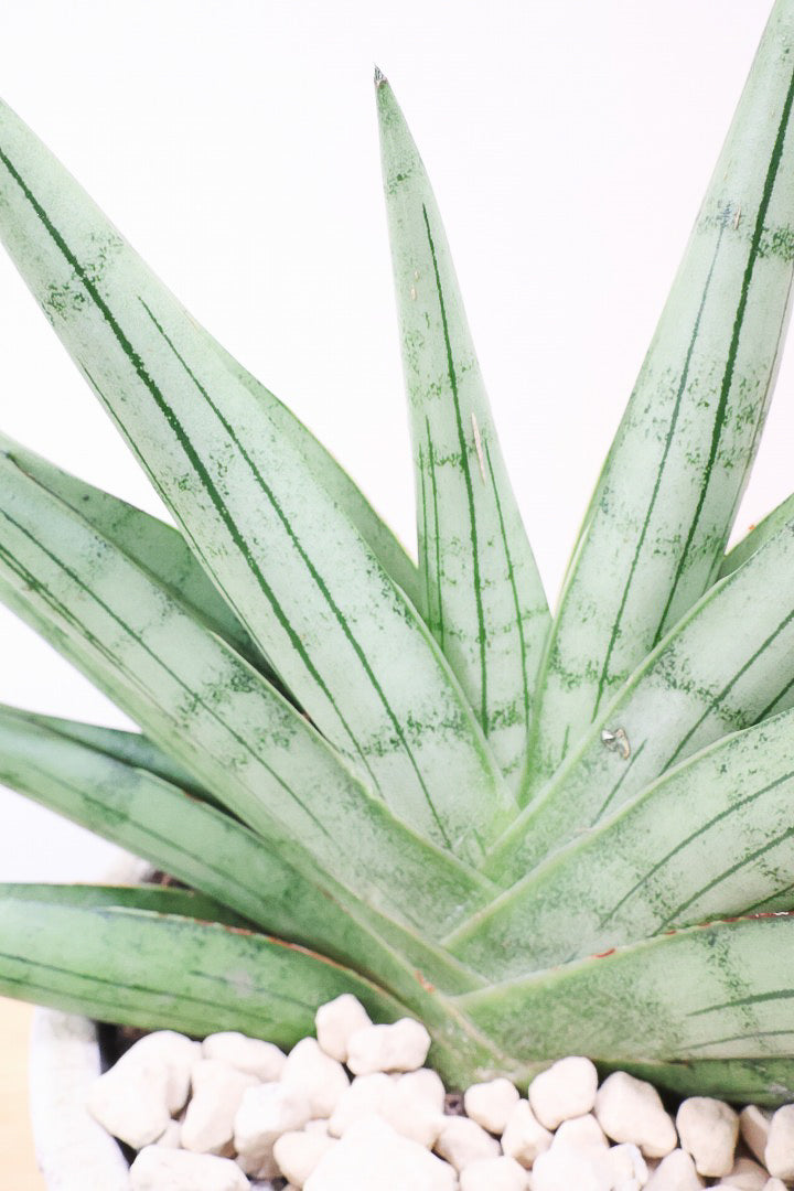 【サンスベリア シルバークラウン】今回の個体はとてもイイ感じのバランス！しかもPOTとのバランスも最高にカッコいいと思います！