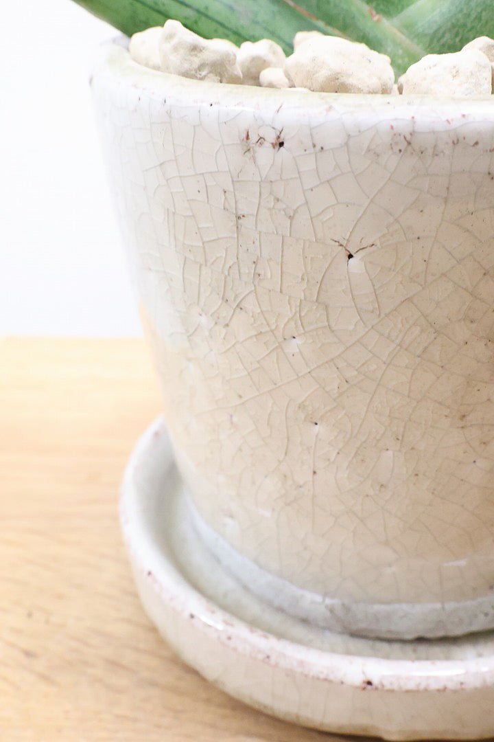 【サンスベリア シルバークラウン】今回の個体はとてもイイ感じのバランス！しかもPOTとのバランスも最高にカッコいいと思います！