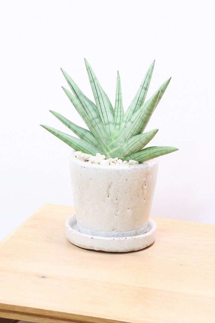 【サンスベリア シルバークラウン】今回の個体はとてもイイ感じのバランス！しかもPOTとのバランスも最高にカッコいいと思います！