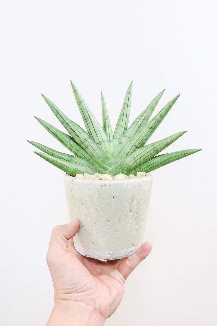 【サンスベリア シルバークラウン】今回の個体はとてもイイ感じのバランス！しかもPOTとのバランスも最高にカッコいいと思います！