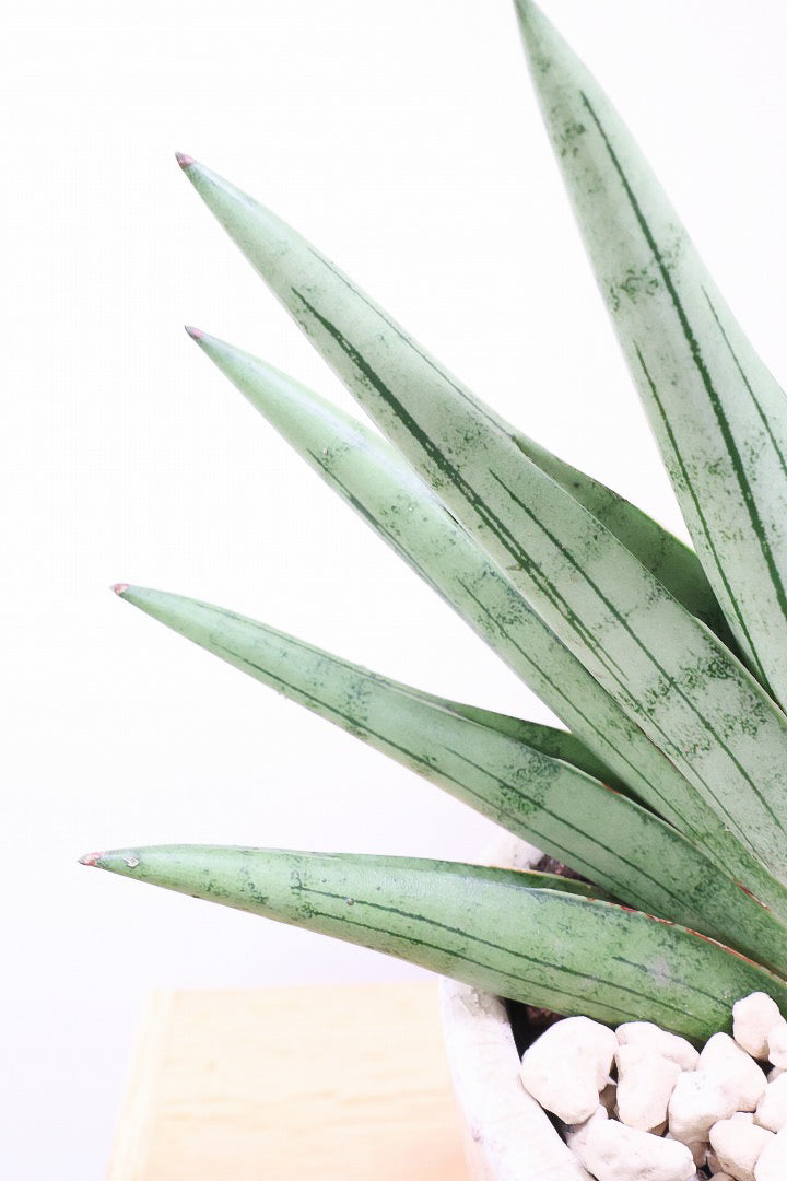 【サンスベリア シルバークラウン】今回の個体はとてもイイ感じのバランス！しかもPOTとのバランスも最高にカッコいいと思います！