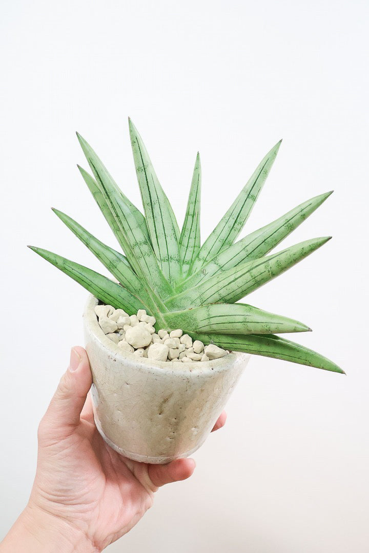 【サンスベリア シルバークラウン】今回の個体はとてもイイ感じのバランス！しかもPOTとのバランスも最高にカッコいいと思います！