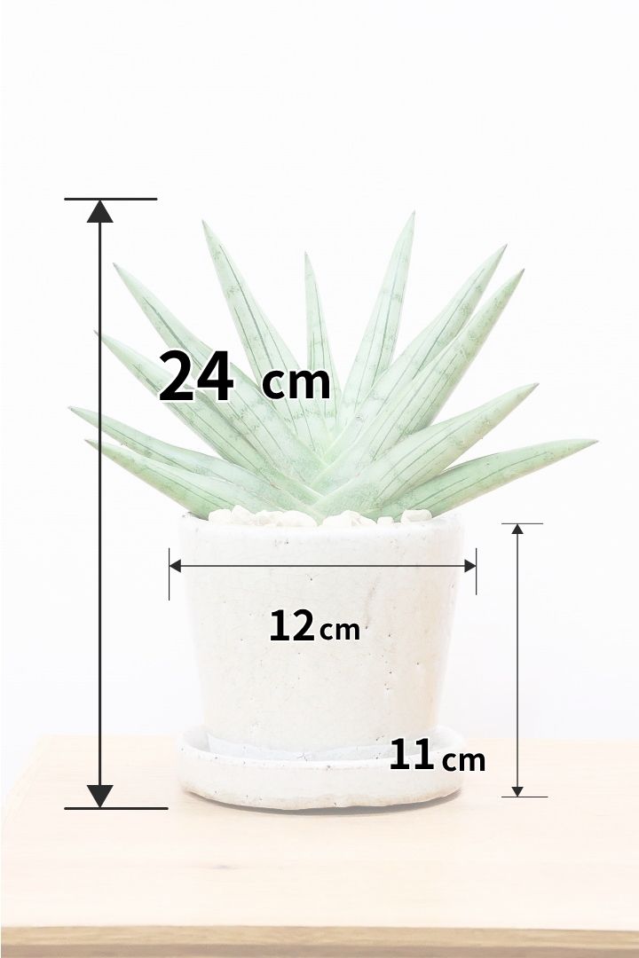 【サンスベリア シルバークラウン】今回の個体はとてもイイ感じのバランス！しかもPOTとのバランスも最高にカッコいいと思います！