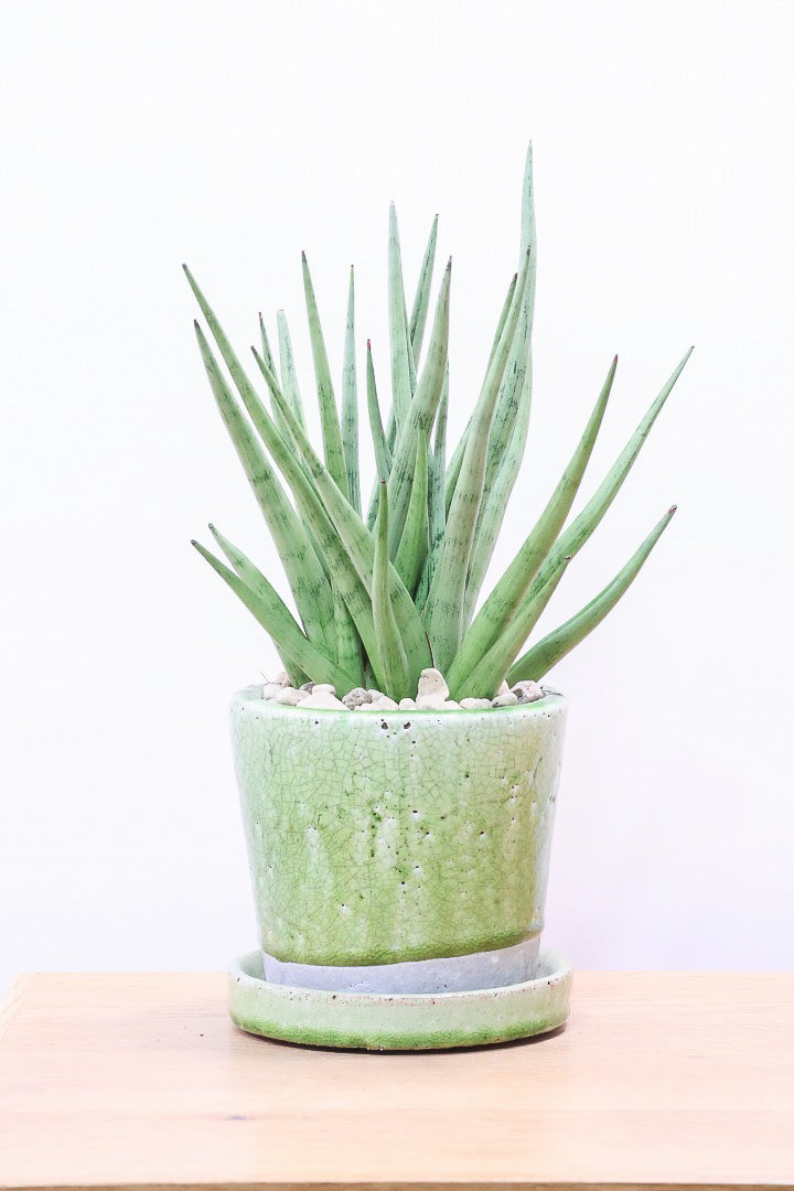 【サンスベリア グラシリス】シルバーの葉っぱが人気の品種！しかもPOTとのバランスも最高にカッコいいと思います！