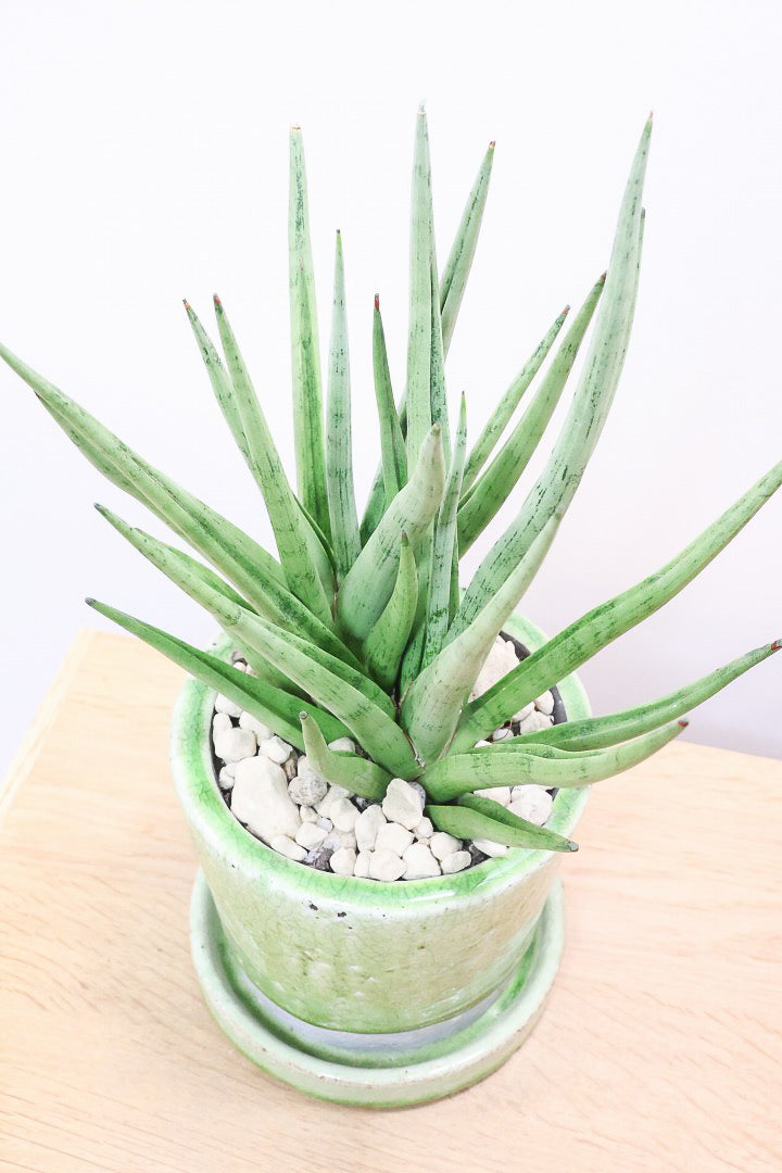 【サンスベリア グラシリス】シルバーの葉っぱが人気の品種！しかもPOTとのバランスも最高にカッコいいと思います！