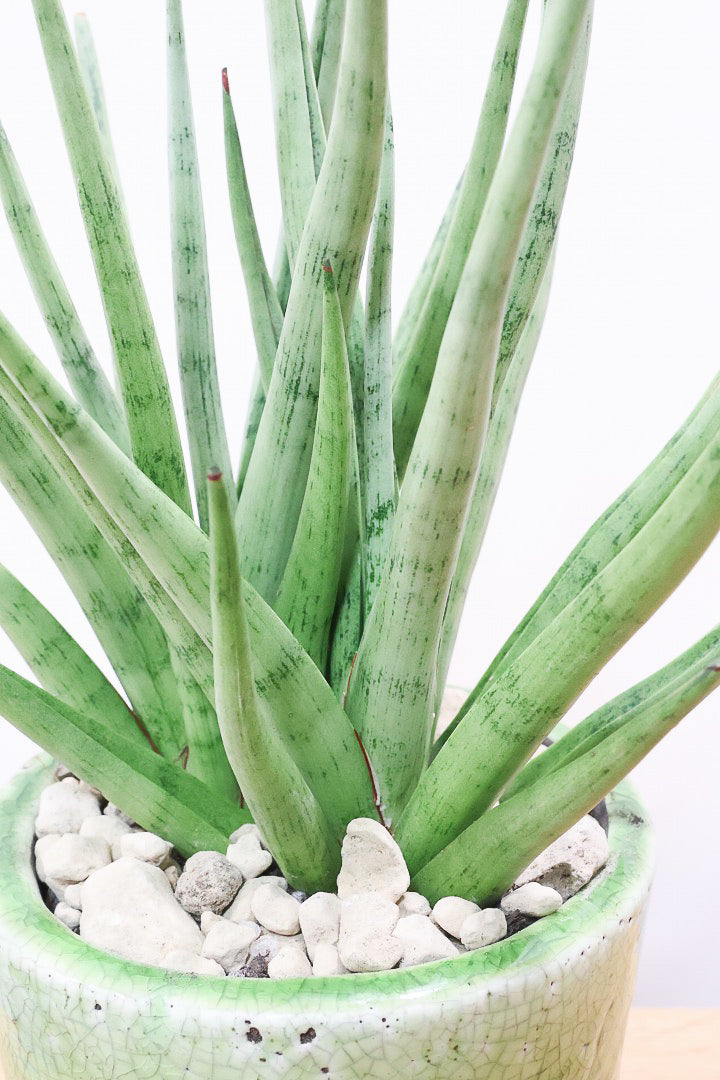 【サンスベリア グラシリス】シルバーの葉っぱが人気の品種！しかもPOTとのバランスも最高にカッコいいと思います！