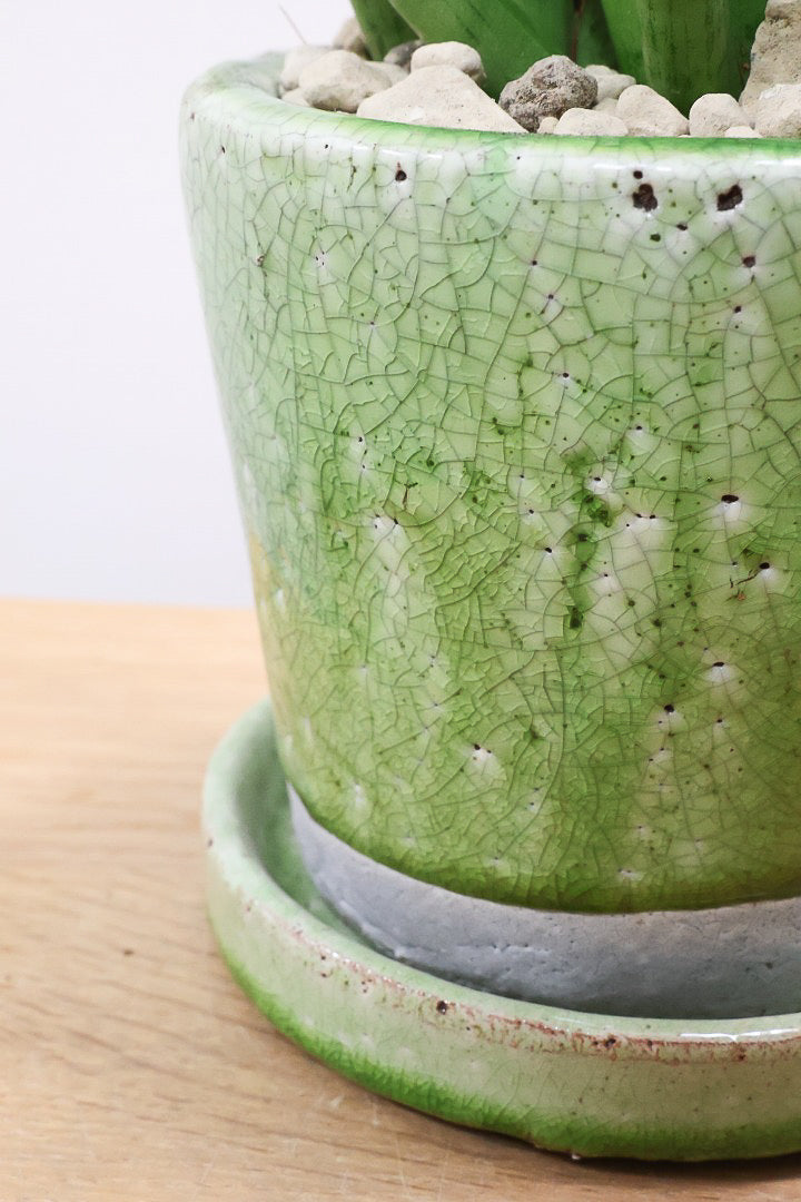 【サンスベリア グラシリス】シルバーの葉っぱが人気の品種！しかもPOTとのバランスも最高にカッコいいと思います！