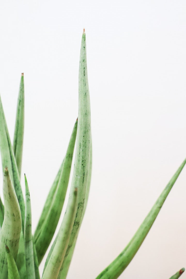 【サンスベリア グラシリス】シルバーの葉っぱが人気の品種！しかもPOTとのバランスも最高にカッコいいと思います！