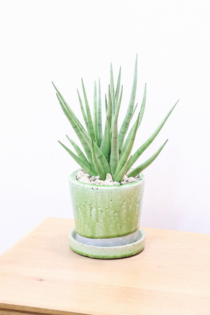 【サンスベリア グラシリス】シルバーの葉っぱが人気の品種！しかもPOTとのバランスも最高にカッコいいと思います！