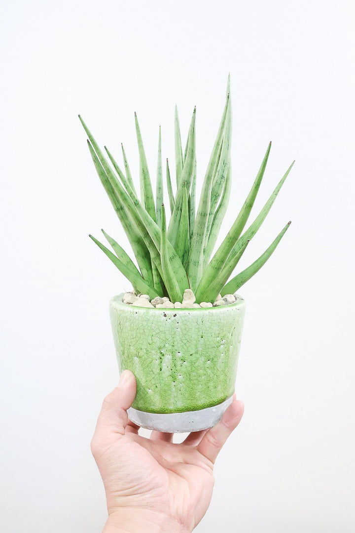 【サンスベリア グラシリス】シルバーの葉っぱが人気の品種！しかもPOTとのバランスも最高にカッコいいと思います！