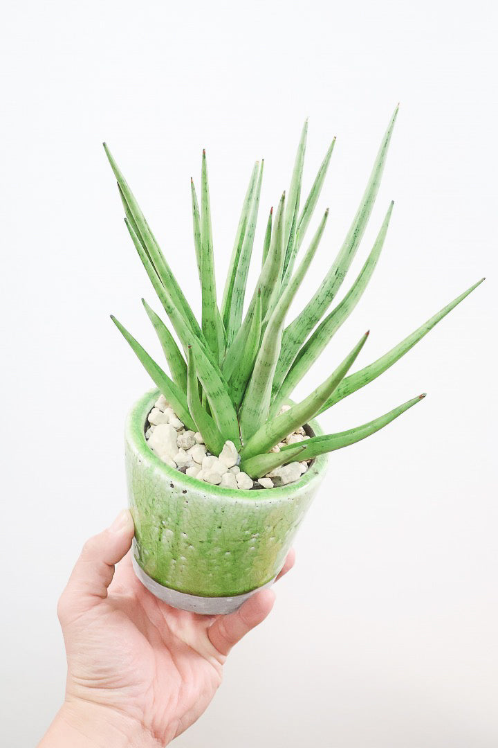 【サンスベリア グラシリス】シルバーの葉っぱが人気の品種！しかもPOTとのバランスも最高にカッコいいと思います！