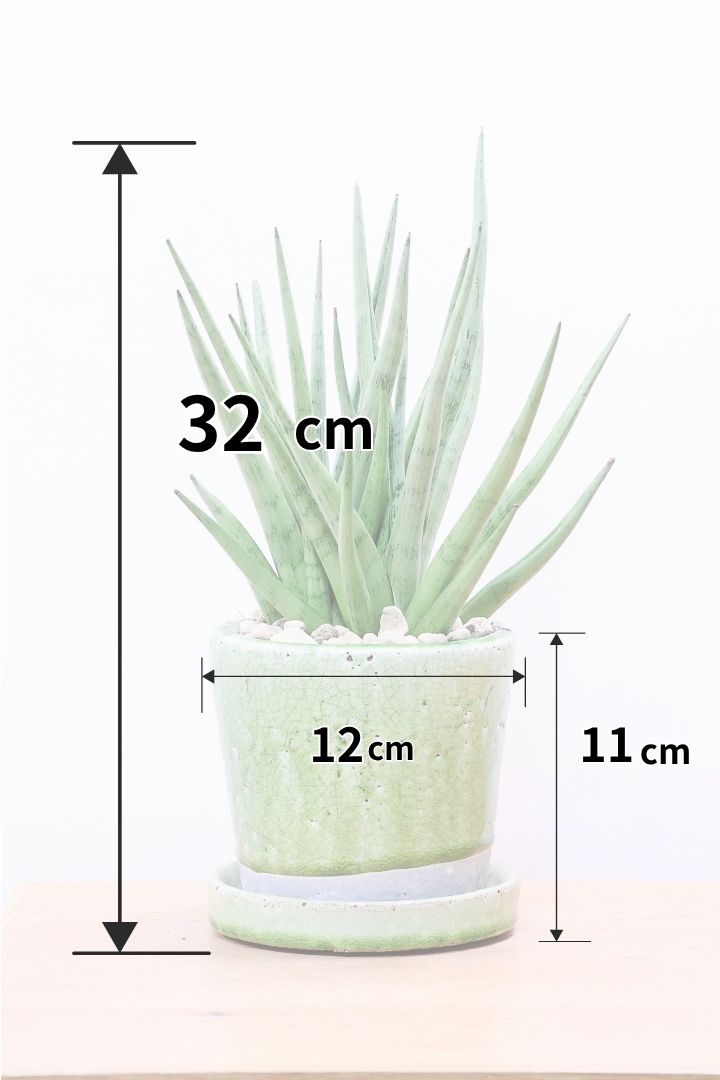 【サンスベリア グラシリス】シルバーの葉っぱが人気の品種！しかもPOTとのバランスも最高にカッコいいと思います！