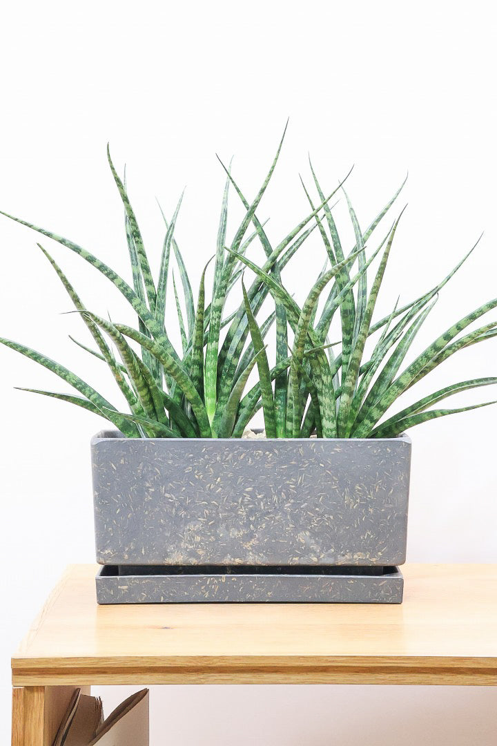 【サンスベリア ファンウッド】かわいい長方形のプラスチックPOT。植物の葉色とよく合っています！あまり出回らない希少種です