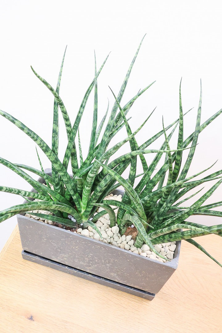 【サンスベリア ファンウッド】かわいい長方形のプラスチックPOT。植物の葉色とよく合っています！あまり出回らない希少種です