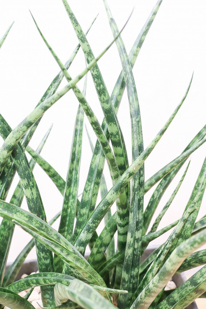 【サンスベリア ファンウッド】かわいい長方形のプラスチックPOT。植物の葉色とよく合っています！あまり出回らない希少種です