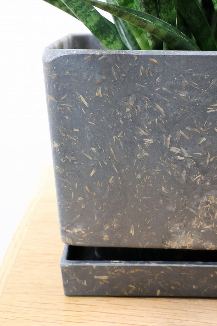 【サンスベリア ファンウッド】かわいい長方形のプラスチックPOT。植物の葉色とよく合っています！あまり出回らない希少種です