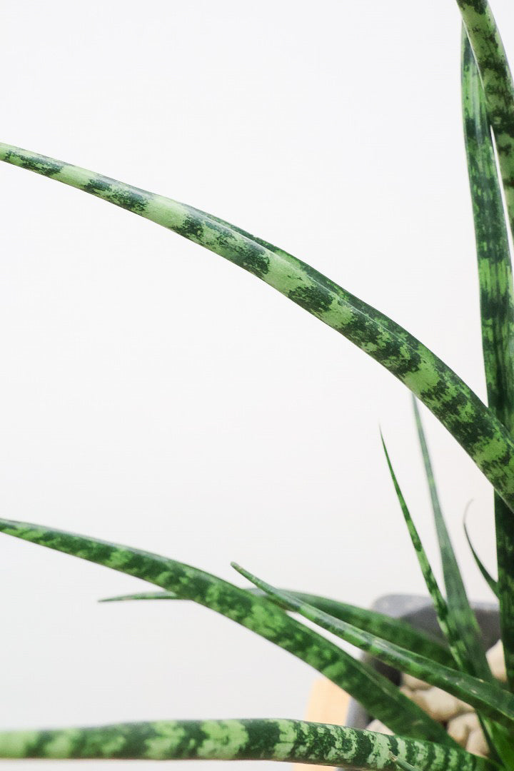 【サンスベリア ファンウッド】かわいい長方形のプラスチックPOT。植物の葉色とよく合っています！あまり出回らない希少種です