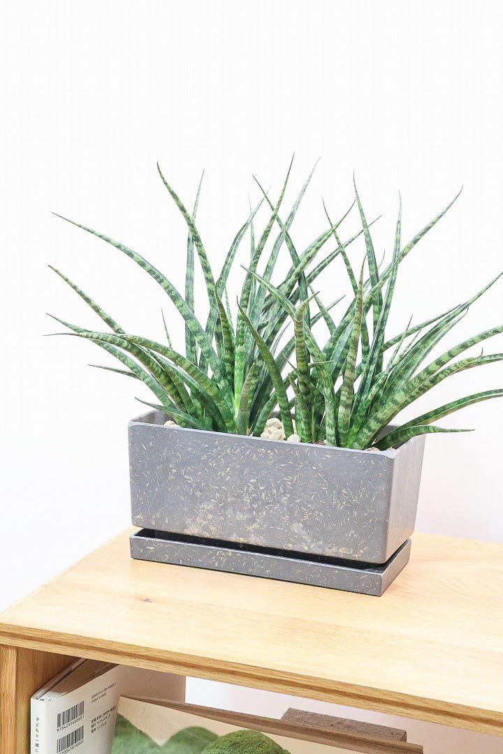 【サンスベリア ファンウッド】かわいい長方形のプラスチックPOT。植物の葉色とよく合っています！あまり出回らない希少種です