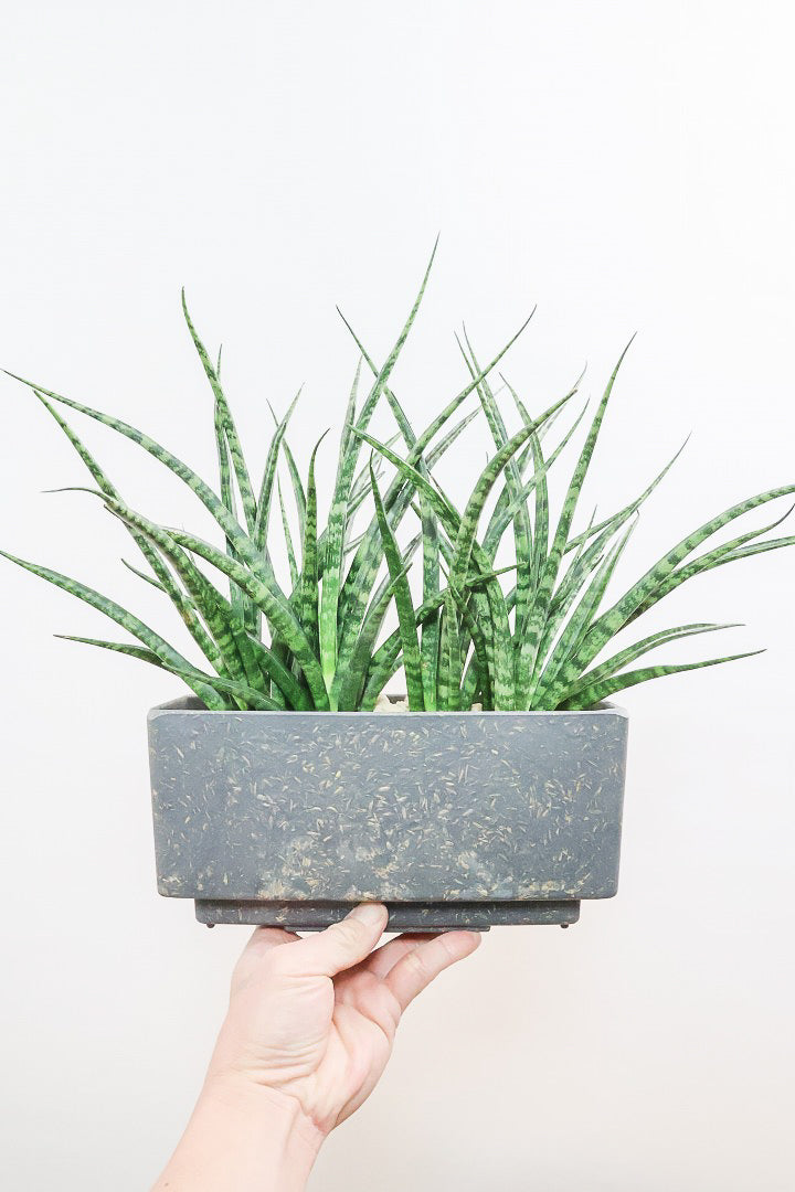 【サンスベリア ファンウッド】かわいい長方形のプラスチックPOT。植物の葉色とよく合っています！あまり出回らない希少種です
