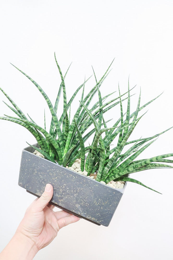 【サンスベリア ファンウッド】かわいい長方形のプラスチックPOT。植物の葉色とよく合っています！あまり出回らない希少種です