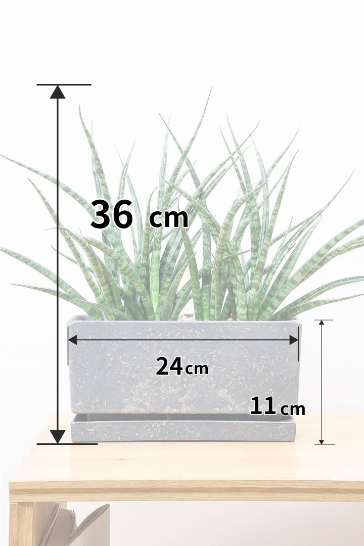 【サンスベリア ファンウッド】かわいい長方形のプラスチックPOT。植物の葉色とよく合っています！あまり出回らない希少種です