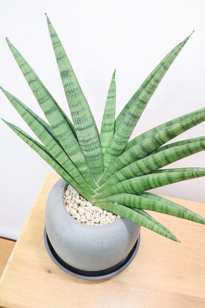 サンスベリア インディGL61571| 観葉植物の通信販売 | APEGO(アペーゴ)