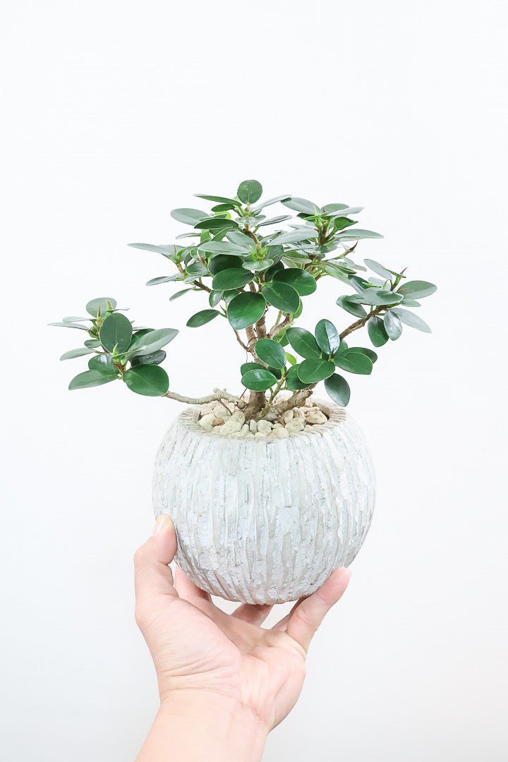 【パンダガジュマル】かっわいいフォルムのPOT！そして個性のある盆栽仕立て！ガジュマルの中でも更に極小のかわいい葉です♪