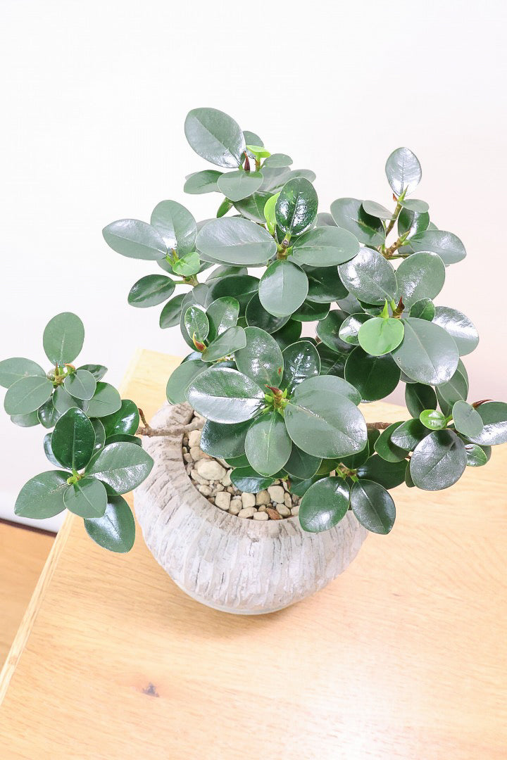 【パンダガジュマル】かっわいいフォルムのPOT！そして個性のある盆栽仕立て！ガジュマルの中でも更に極小のかわいい葉です♪