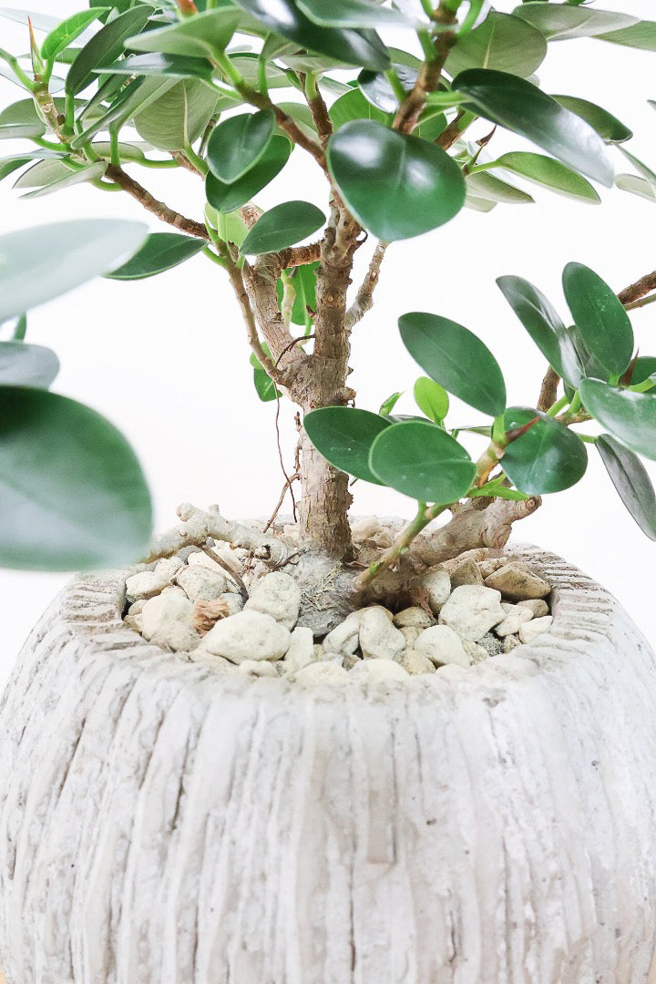 【パンダガジュマル】かっわいいフォルムのPOT！そして個性のある盆栽仕立て！ガジュマルの中でも更に極小のかわいい葉です♪