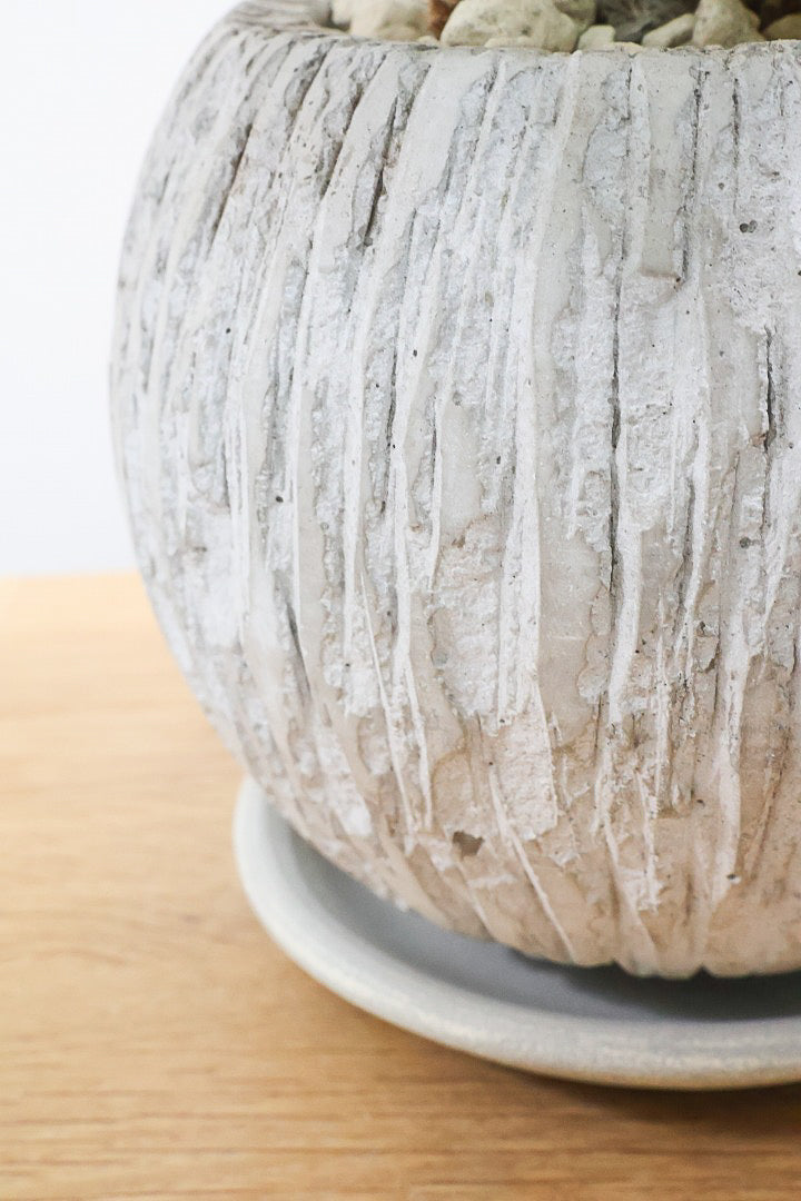 【パンダガジュマル】かっわいいフォルムのPOT！そして個性のある盆栽仕立て！ガジュマルの中でも更に極小のかわいい葉です♪