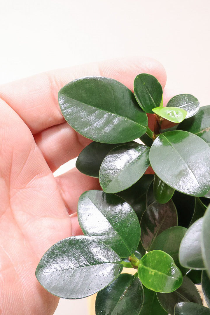 【パンダガジュマル】かっわいいフォルムのPOT！そして個性のある盆栽仕立て！ガジュマルの中でも更に極小のかわいい葉です♪