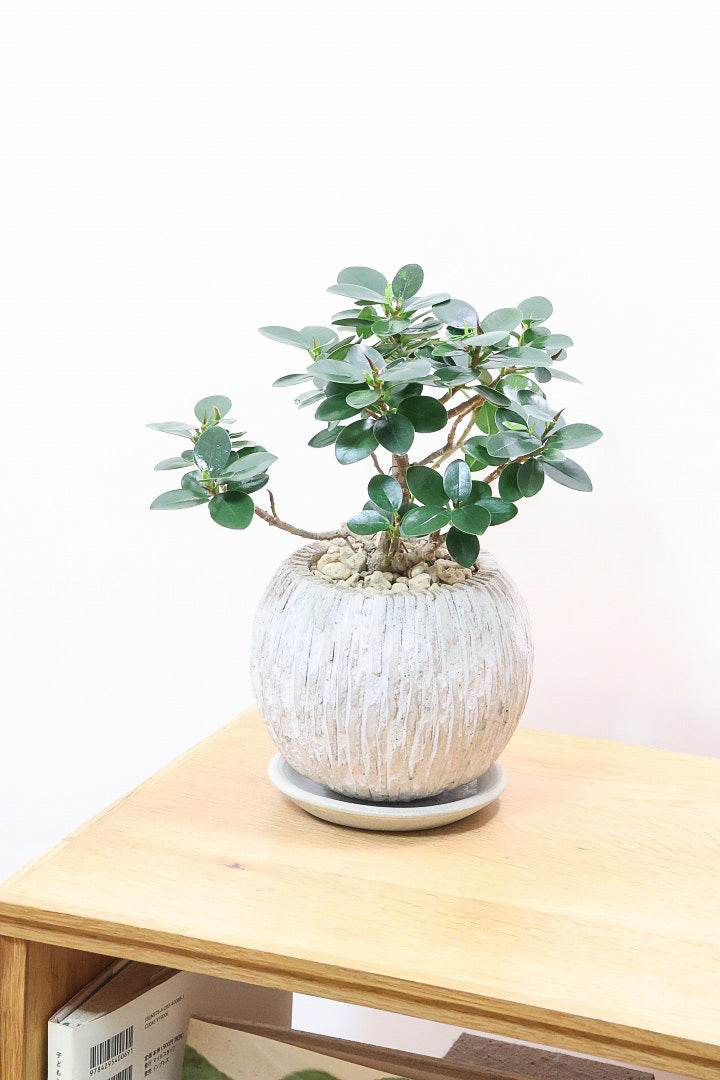 【パンダガジュマル】かっわいいフォルムのPOT！そして個性のある盆栽仕立て！ガジュマルの中でも更に極小のかわいい葉です♪
