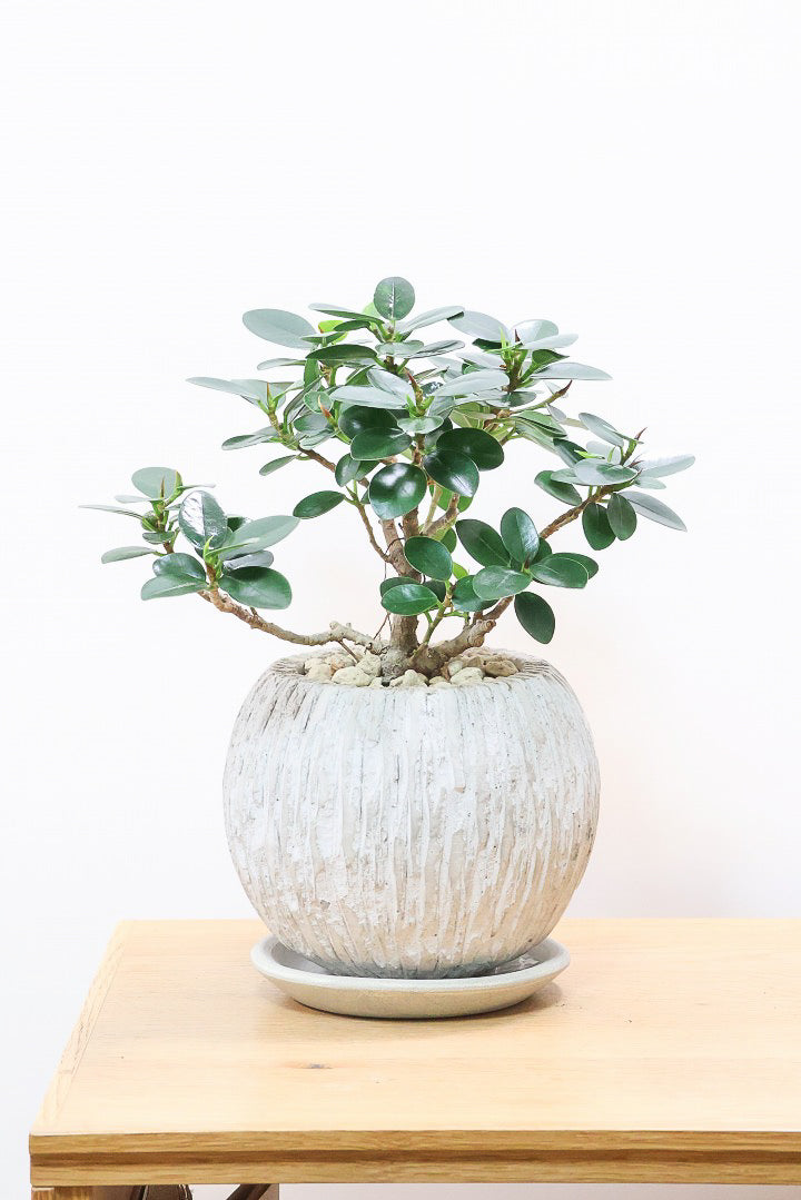 【パンダガジュマル】かっわいいフォルムのPOT！そして個性のある盆栽仕立て！ガジュマルの中でも更に極小のかわいい葉です♪