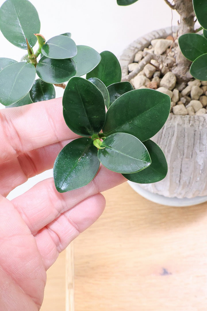 【パンダガジュマル】かっわいいフォルムのPOT！そして個性のある盆栽仕立て！ガジュマルの中でも更に極小のかわいい葉です♪