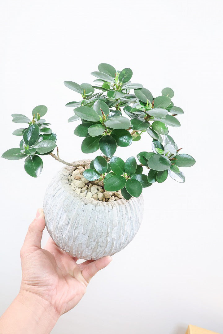 【パンダガジュマル】かっわいいフォルムのPOT！そして個性のある盆栽仕立て！ガジュマルの中でも更に極小のかわいい葉です♪