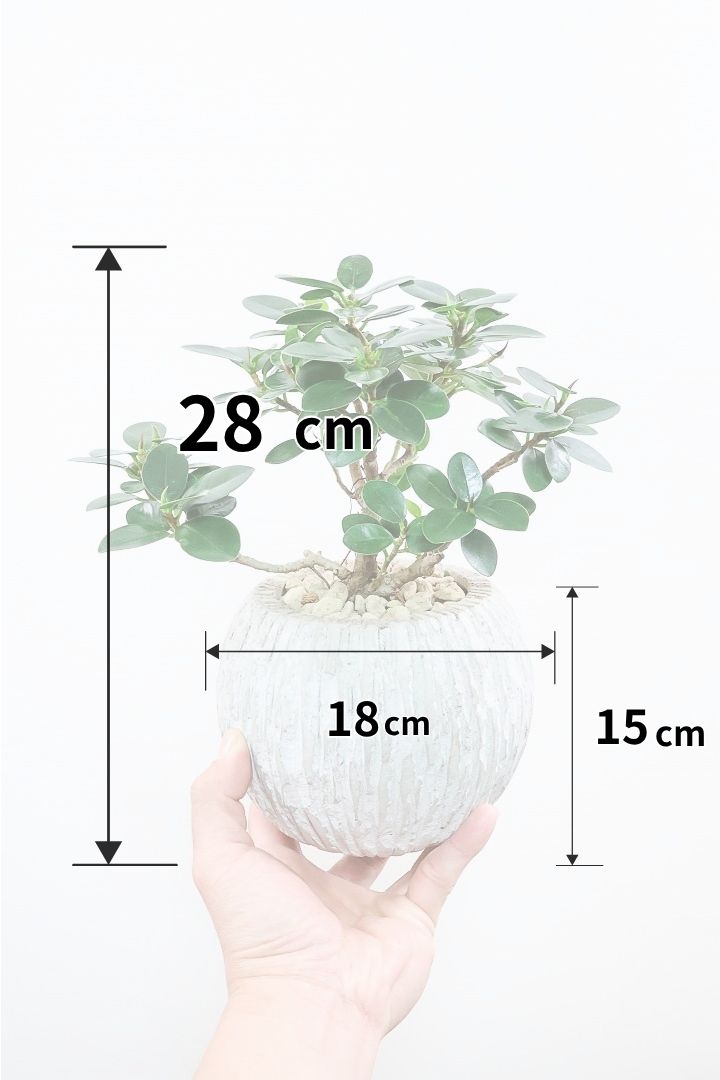 【パンダガジュマル】かっわいいフォルムのPOT！そして個性のある盆栽仕立て！ガジュマルの中でも更に極小のかわいい葉です♪