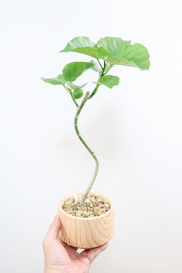 【ウンベラータ】初入荷のサイズ！このサイズ感でここまできれいにカーブした幹は希少ですよ！