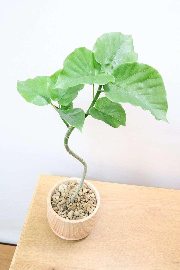 【ウンベラータ】初入荷のサイズ！このサイズ感でここまできれいにカーブした幹は希少ですよ！