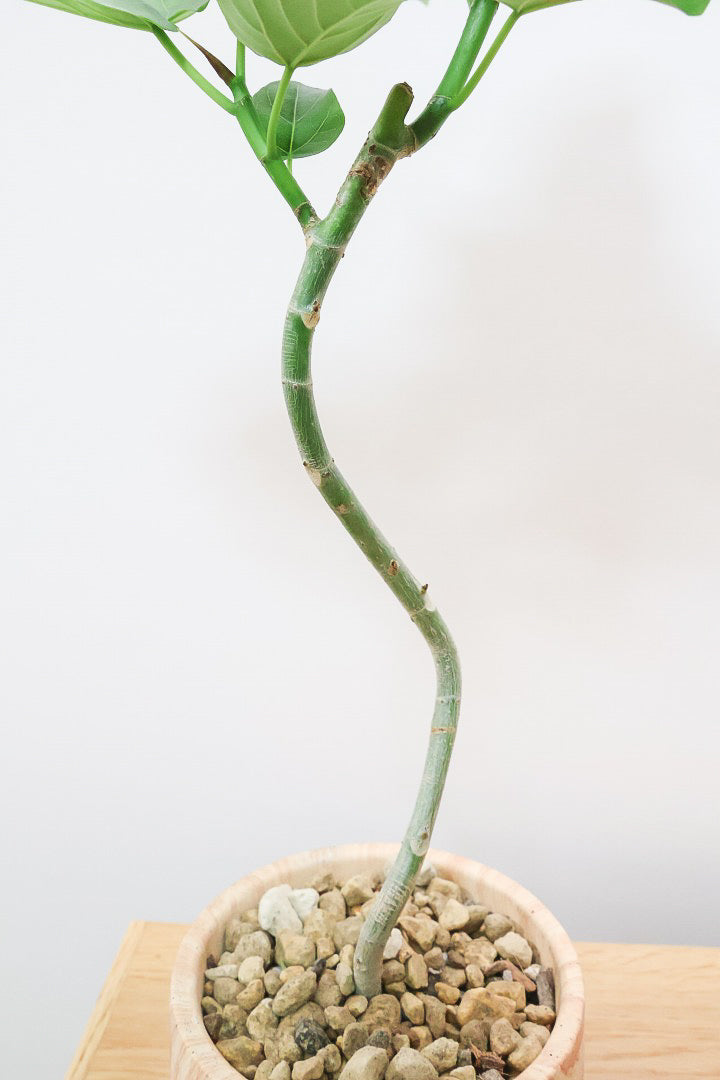 【ウンベラータ】初入荷のサイズ！このサイズ感でここまできれいにカーブした幹は希少ですよ！