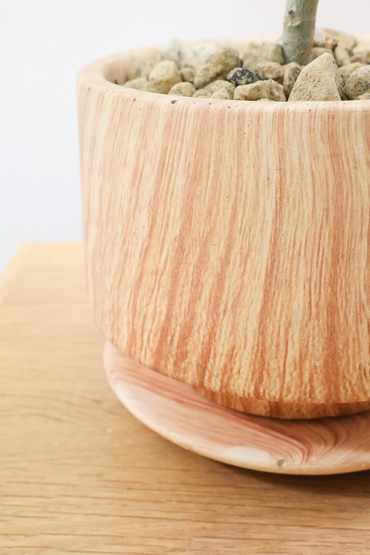 【ウンベラータ】初入荷のサイズ！このサイズ感でここまできれいにカーブした幹は希少ですよ！