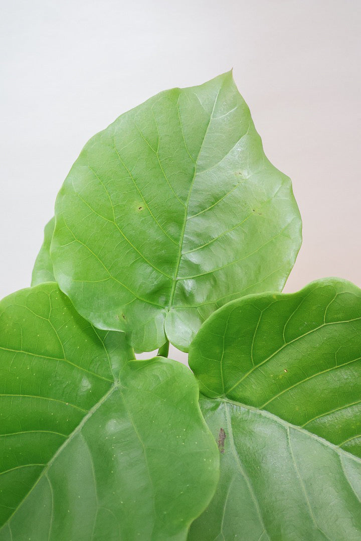 【ウンベラータ】初入荷のサイズ！このサイズ感でここまできれいにカーブした幹は希少ですよ！