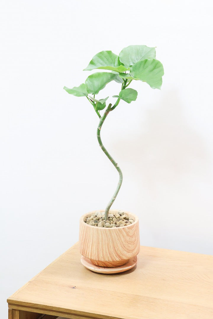 【ウンベラータ】初入荷のサイズ！このサイズ感でここまできれいにカーブした幹は希少ですよ！