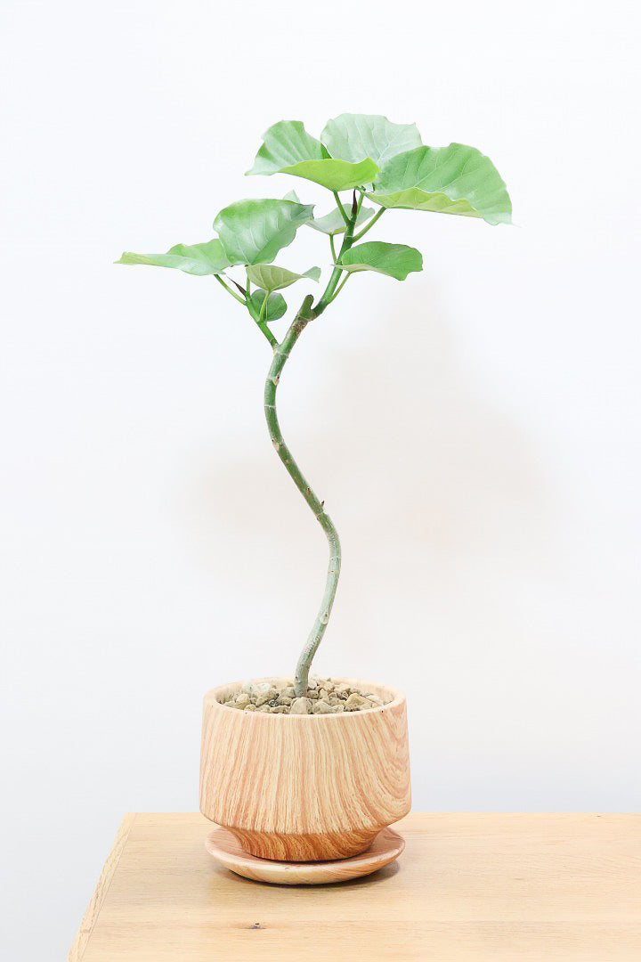 【ウンベラータ】初入荷のサイズ！このサイズ感でここまできれいにカーブした幹は希少ですよ！