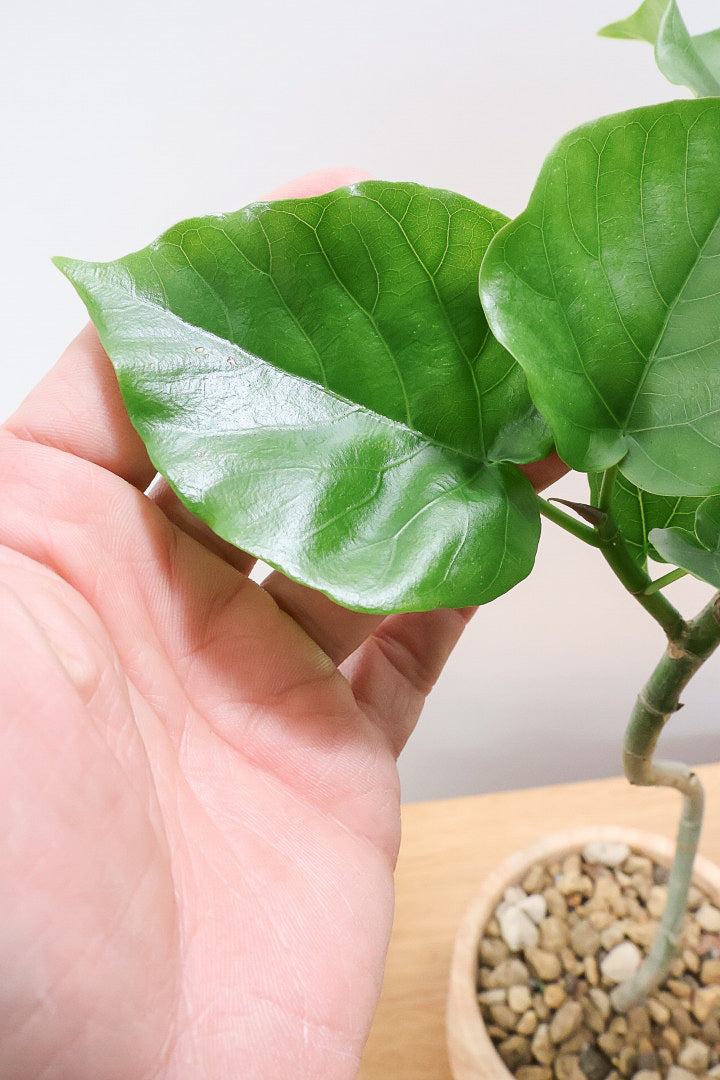 【ウンベラータ】初入荷のサイズ！このサイズ感でここまできれいにカーブした幹は希少ですよ！