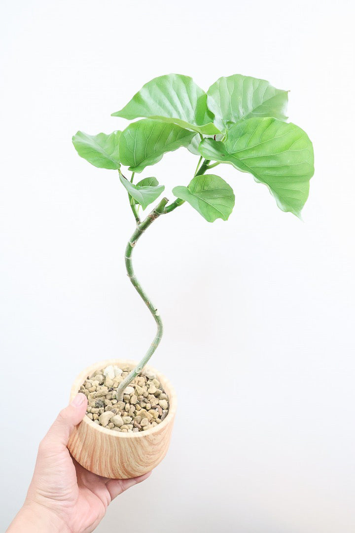 【ウンベラータ】初入荷のサイズ！このサイズ感でここまできれいにカーブした幹は希少ですよ！